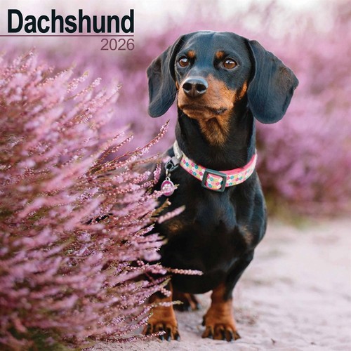 Dachshund calendar 2026 wall - dachshund,