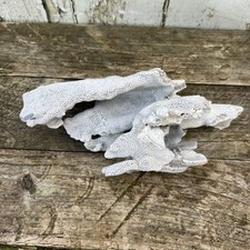 Blue grey ridge coral - ridge, natural