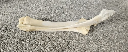 Horse bone taxidermy art - bone,
