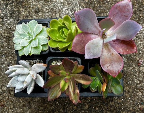 Echeveria succulent collection - echeveria,