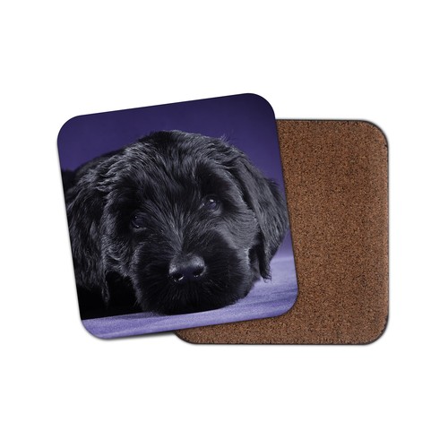 Black russian terrier - russian,