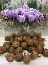 1-1000 PICKWICK (STRIPED)