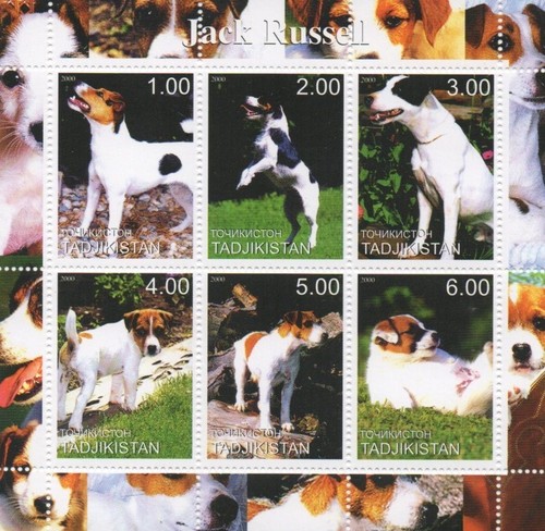 Jack russell dog canine - jack, animal