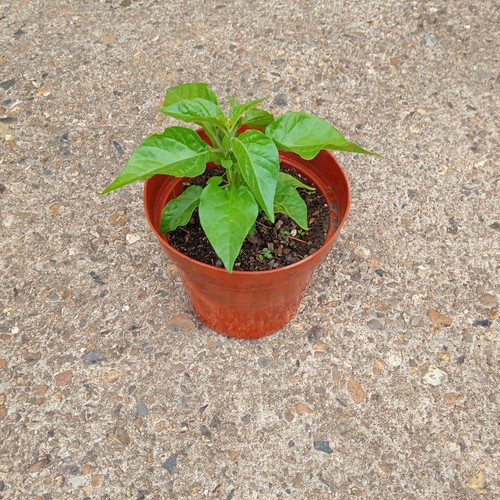 Natural home grown chilli - 1, x