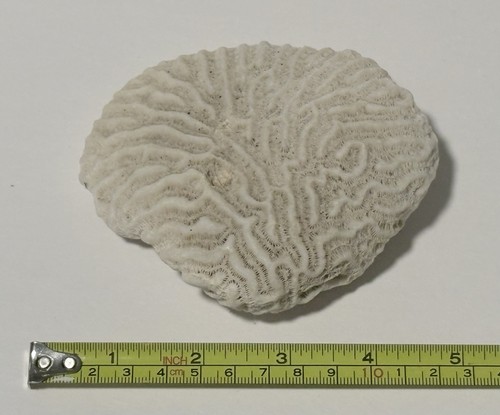 Brain coral x 3 - coral, 1/4”