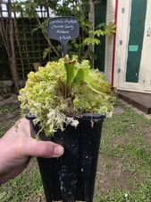 Sarracenia Oreophila "