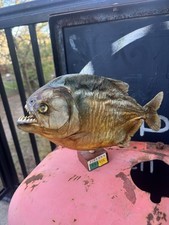 Taxidermy Piranha Display