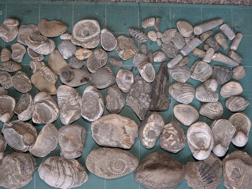 Large jurassic fossil - jurassic,