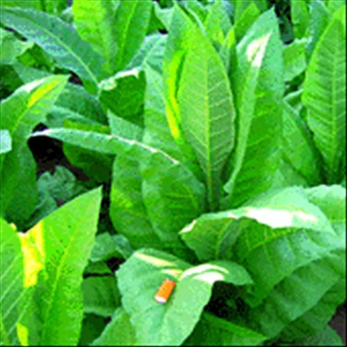Catterton tobacco seeds pack - catterton,
