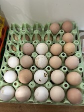 Silver Laced Wyandotte Hat Egg