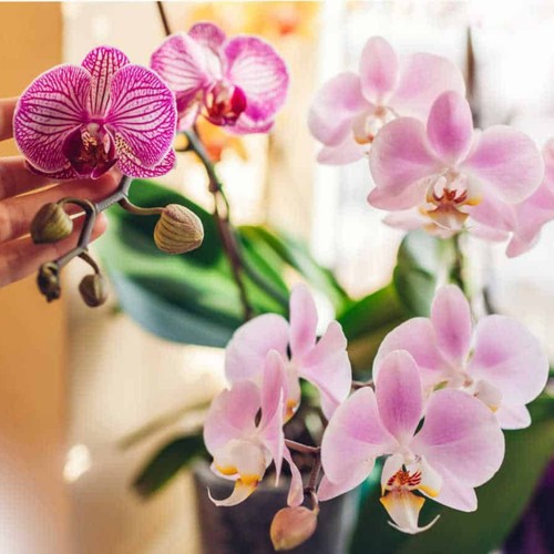 Phalaenopsis multiflora orchid - phalaenopsis,
