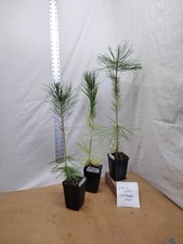Japanese Black Pine 1 year old