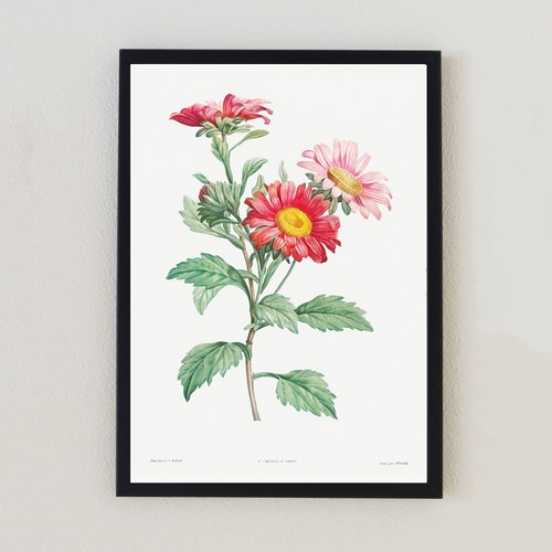 Vintage botanical flowers - botanical,