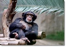 Doodlecards Animal Birthday