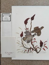 John Ruthven Bobwhite Quail