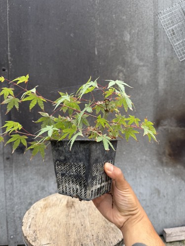 Japanese maple bonsai - japanese, tree