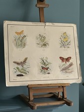 Vintage MacMillan School Poster Butterflies