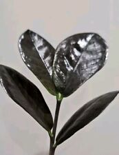 Zamiifolia Black Raven, ZZ