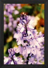 Ladybird On A Bluebell Framed