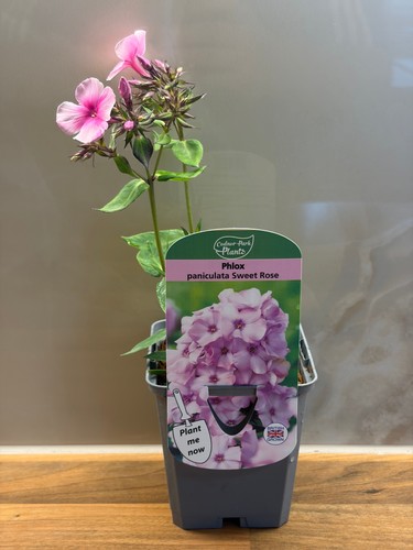 Phlox sweet summer rose - phlox,