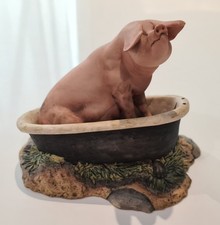 'Hog Wash' (Landrace) Pig in