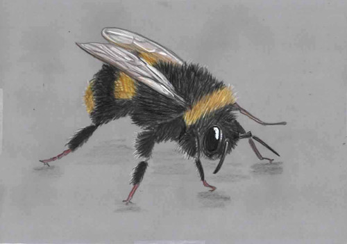 Original coloured pencil - original,