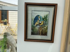 Macaw Blue And Gold , Parrot , Bird Print 