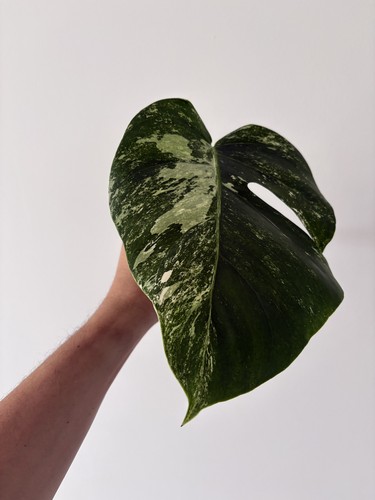 Monstera albo variegata - albo,
