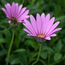 Osteospermum Jucundum