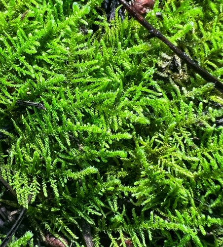 Tropical terrarium vivarium - terrarium,