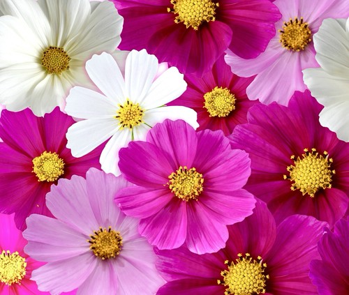 Dwarf cosmos bipinnatus 350x - cosmos,