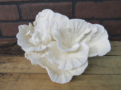 Natural genuine merlina - genuine, cup
