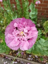 200+ Candy Floss Peony Poppy Seeds