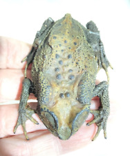 Real Toad Taxidermy . Asian Common Species. Preserved For Display. Crafts.
