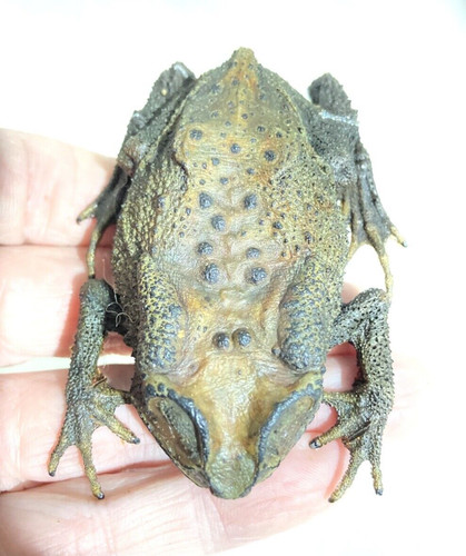 Real toad taxidermy asian - toad,