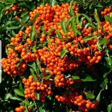 Pyracantha evergreen shrub (in