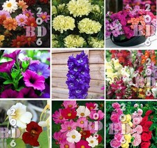 Flower Seeds Garden Treasures Flowering Variety Garden Plant Grow Free Uk P&P
