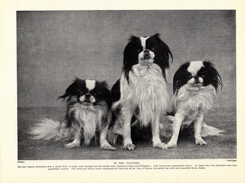 1930s vintage japanese chin - 1930s,