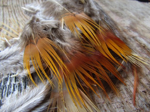 Ifs natural golden pheasant - golden,