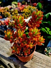 Sedum Rubrotinctum | The Red Jellybean succulent plant 
