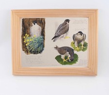 C F Tunnicliffe Peregrine on