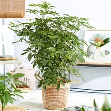Schefflera nora large indoor - nora,