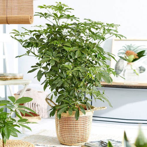 Schefflera nora large indoor - nora,