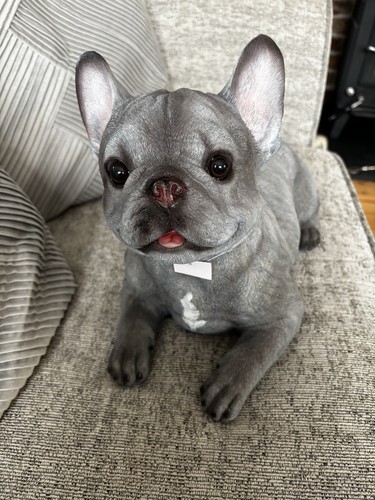 Laying french bulldog - laying,