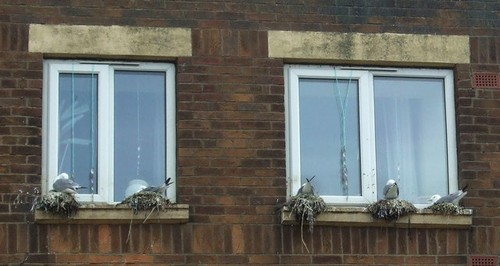 Photo 6x4 kittiwakes nesting - photo,