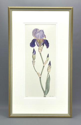 Bearded iris germanica - bearded,