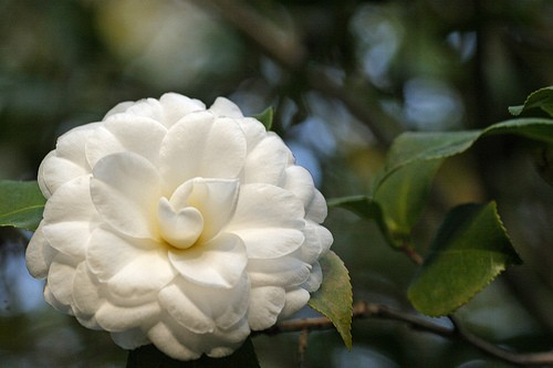 Camellia alba plena - camellia, 'alba
