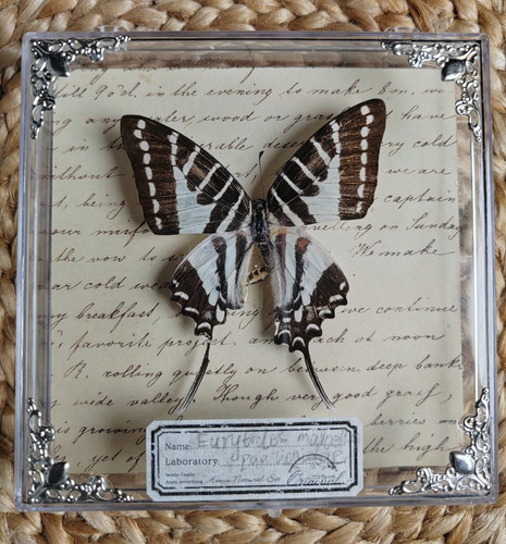 Mounted butterfly specimen - mounted,