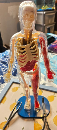 Smartlab squishy human body - squishy,