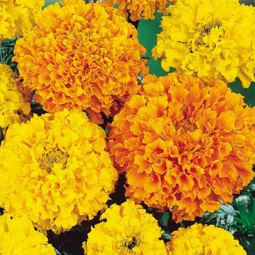 Marigold african heirloom - marigold,